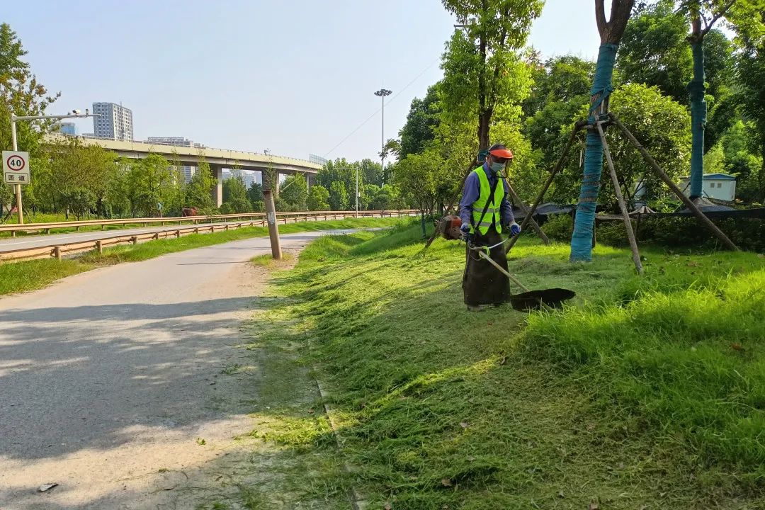 入夏浇水6.5万吨 洪山园林确保城区绿化“喝饱水”