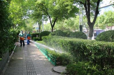 潍城区未雨绸缪，精准施策——坚决打好美国白蛾防治攻坚战