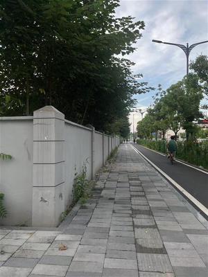 构树“出墙”扰民行，武昌绿化巧手剪隐患