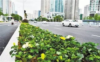 广西第一路 民族大道的绿色传奇，你未曾见过的城市画卷
